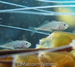 Small fish swimming within compass  jellyfish stingers  (... by Malcolm Nimmo 